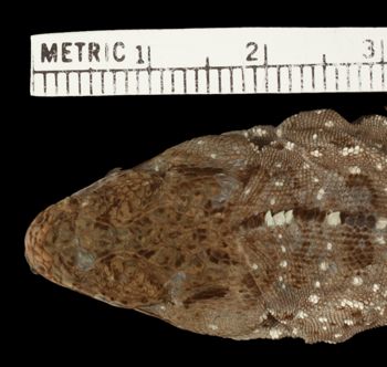 Media type: image;   Herpetology R-174613   shows cataloged_item R-174163 Aspect: head dorsal